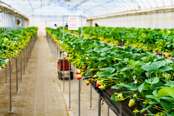 Picking strawberries in japan