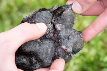 Underside of paw with canine atropic dermatitis