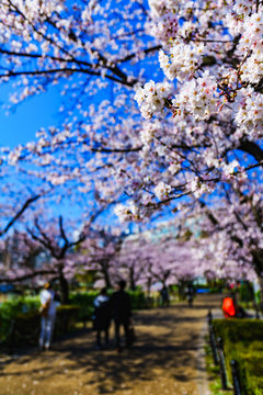 [東京都] 上野公園の桜 (No.9004)