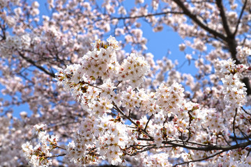 【日本の春】満開の桜