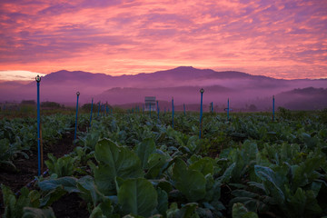 Colorful sky cloud sunrise in tobacco plantation farm countryside