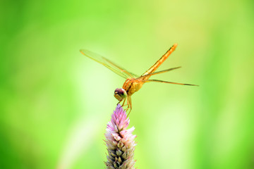 close up of dragonfly in flowers with blur background