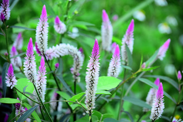 Fototapeta premium Boroco or Celosia argentea Linn is a plant that usually grows wild on the roadside is actually beneficial for herbal medicine