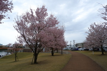 桜