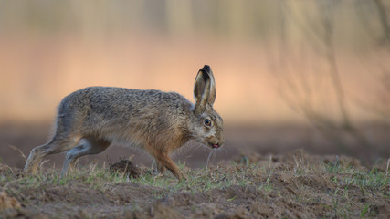 Zając w środowisku naturalnym © Rafał Okraj