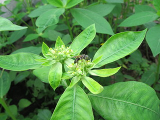 A bee sucks honey extract from green plants