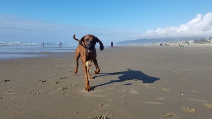 hound dog on the beach