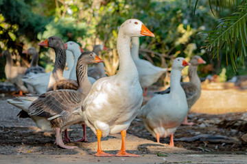 Geese on a farm