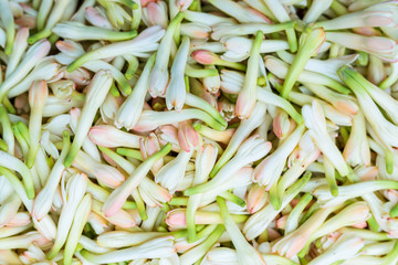 Tuberose or Rajnigandha flower , white flowers for background