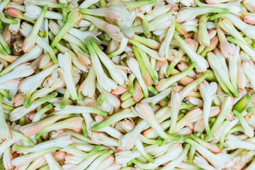 Tuberose or Rajnigandha flower , white flowers for background