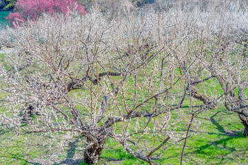 長野県長野市 ろうかく梅園の白梅の花