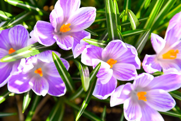 Spring flowers specific - a group of violet crocuses blooming in close-up