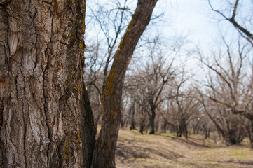 Obraz premium Spring forest landscape. Spring forest background