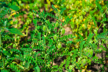 Chickpea crop field