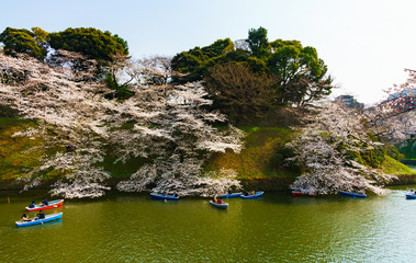 千鳥ヶ淵の桜