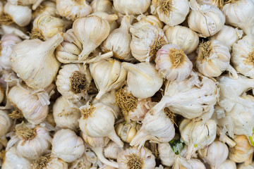 fresh organic garlic