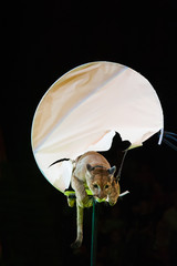 Puma performs in the circus