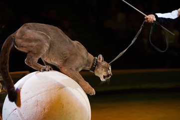 Puma performs in the circus
