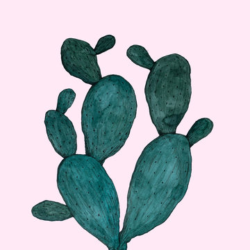 Watercolor Opuntia Microdasys Cactus Hand Painted Illustration On Isolate Pink Background