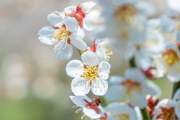 長野県長野市 ろうかく梅園の白梅の花