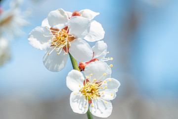 長野県長野市 ろうかく梅園の白梅の花
