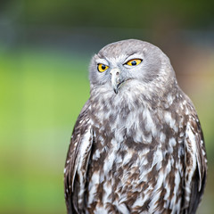 Barking Owl