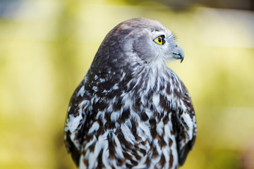 Barking Owl