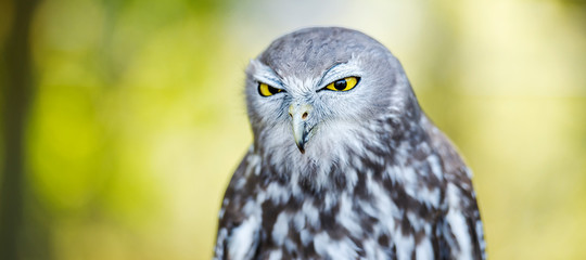 Barking Owl