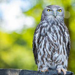 Obraz premium Barking Owl