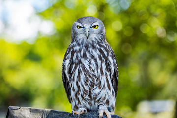 Barking Owl