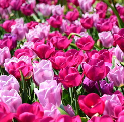 Obraz premium Pinke und rosafarbene Tulpen im Garten