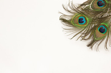 Obraz premium Flat lay style. Peacock feather on white background. Designer template. 