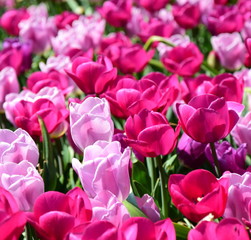 Tulpen in Rosa und Pink 