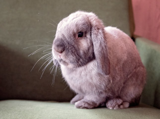 Portrait of a gray chinchilla rabbit