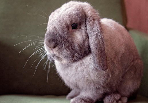 Chinchilla rabbit best sale