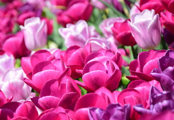 Pinke und rosafarbene Tulpen im Garten