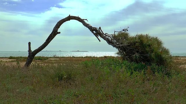 Drei verschiedene Kiefern, sogenannte Windfl&uuml;chter, schief vom Wind an der Mittelmeerk&uuml;ste von Santa Pola bei Alicante mit der Insel Tabarca im Hintergrund