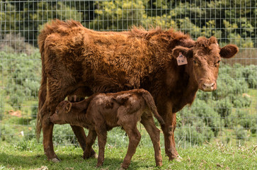 Red Dexter Cow, considered a rare breed, facing camera, with newly born calf by her side