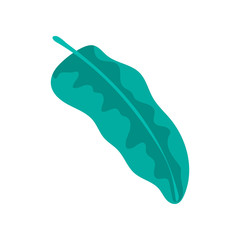 Hand drawn tropical leaf isolated on white