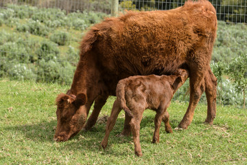 Red Dexter Cow, considered a rare breed, with calf drinking from her as she grazes on green grass