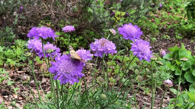 4K HD video of one Vanessa cardui, a well known colorful butterfly, known as the painted lady, hungrily collecting nectar from a beautiful purple and white pincushion flower.