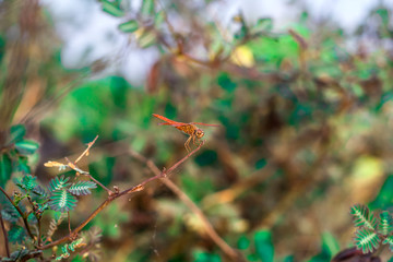 Dragonfly in the nature.