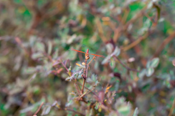 Dragonfly in the nature.