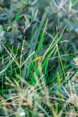 Dragonfly in the nature.