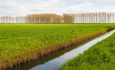 Dutch polder landscape with a ditch diagonal in the image