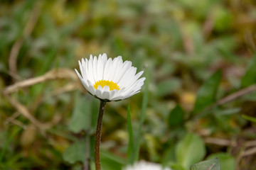 a daisy stands on a green meadow in the morning dew