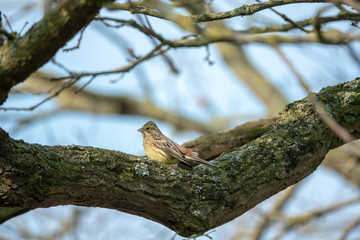 a little finch sitting on the branch of a tree