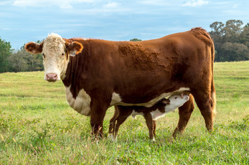 Hereford Cow 2