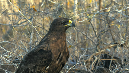 close up adult galapagos hawk on isla santa fe in the galapagos