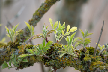 young shoots grow from an old branch